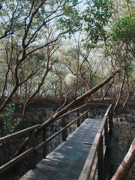 Koleksi foto kapal induk di lautan yang memuat pesawat tempur dan helikopter. Terkeren 14+ Foto Pemandangan Hutan Mangrove - Arka Gambar