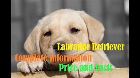 Labrador Retriever Price Worldwideindianepal And Some