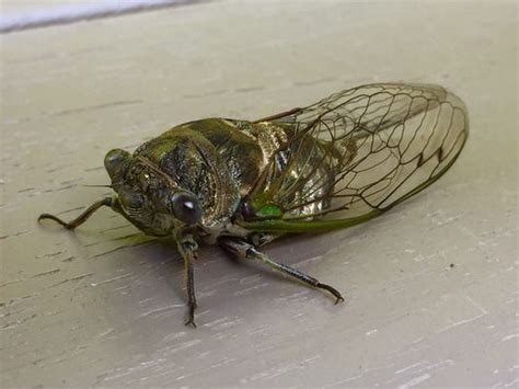 Cicadas An Interesting Noisy Part Of State Insect Population