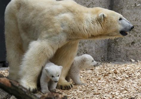 Twin Polar Bear Cubs Make First Public Appearance At German Zoo
