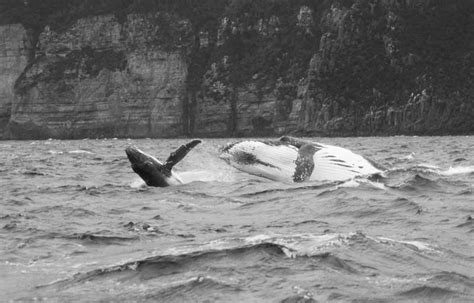 Mother And Calf Wild Ocean Tasmania