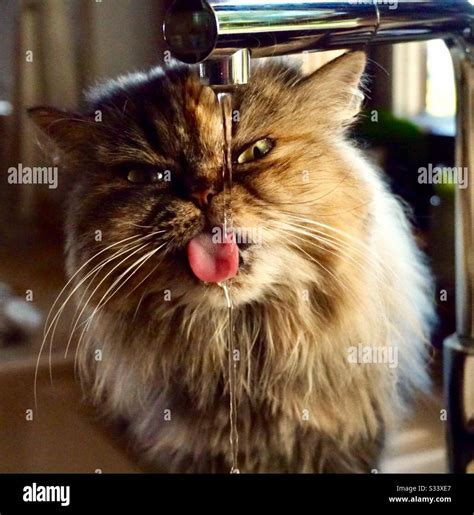 Look Thirsty Hi Res Stock Photography And Images Alamy