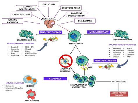 Clinics And Practice Free Full Text The Emerging Role Of Senotherapy In Cancer A