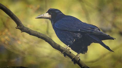 Rook Rook Corvus Frugilegus Perched On A Branch Gawron Flickr