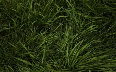 Dark Green Grass Grass Textures Grass Wallpaper Green Grass
