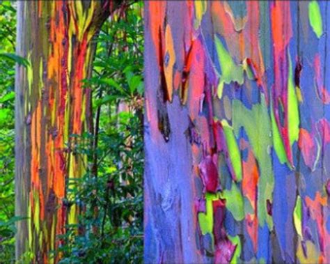 My Favorite Tree The Rainbow Eucalyptus I Know Theyve Been Posted