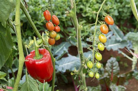 Pepper Companion Planting Learn About Plants That Like To Grow With