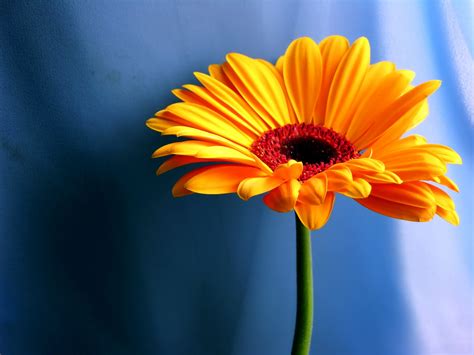 Free Download Flowers For Flower Lovers Daisy Flowers Desktop