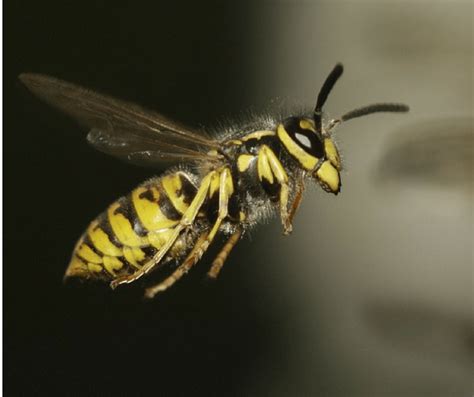 Yellow Jacket Trap Make Your Own Carolina Honeybees Yellow Jacket