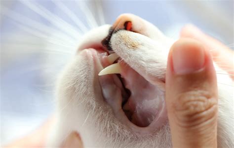 Common Feline Dental Problems Feline Dental Treatment