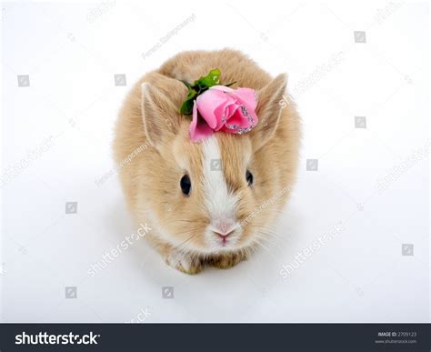 Cute Brown White Baby Rabbit With Rose Stock Photo 2709123