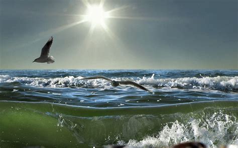 Birds In Flight Sun Ocean Birds Dom Waves Sky Seagulls Sea