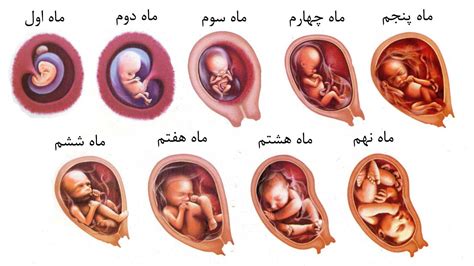 محاسبه سن بارداری تعیین سن جنین و تخمین زمان زایمان دکتر فاطمه سمامی