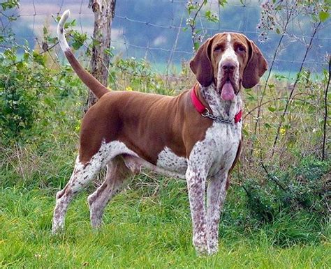 Bracco Italiano Dog Breed Information Pictures Characteristics