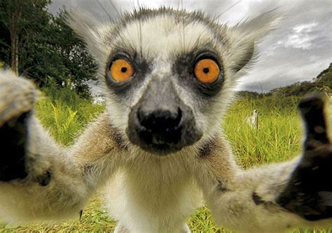 This is the first known selfie taken by robert cornelius in 1839. 7 Striking Animal Selfies That Will Make You Think Twice