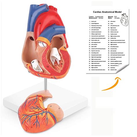 Buy Euddoo 1 1 Human Heart Model Anatomically Accurate Heart Model