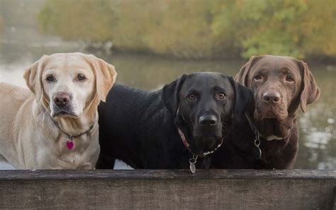 Labrador Life Expectancy Through Color Chocolate Labs Are Less Healthy