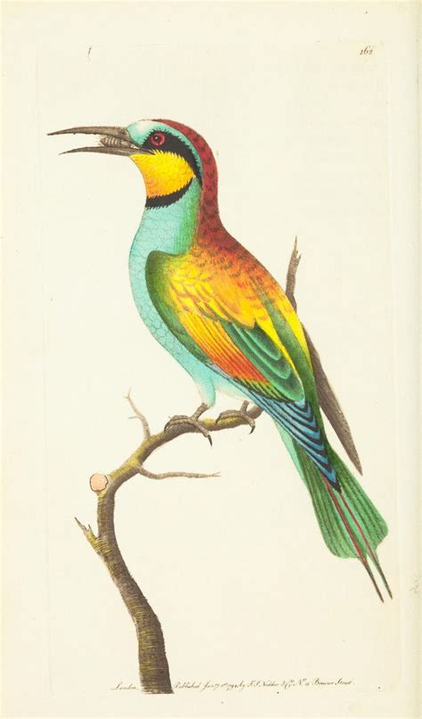 N103w1150 Vintage Bird Illustration Bird Art Bird Prints