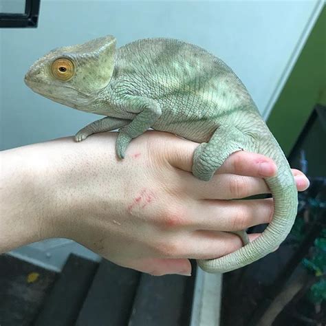 Check Out This Incredible Parsons Chameleon At Scalesandtailsofohio