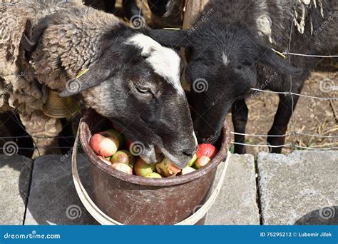 Sheep Eat Apples From The Bucket Stock Photo Image Of Scene Graze