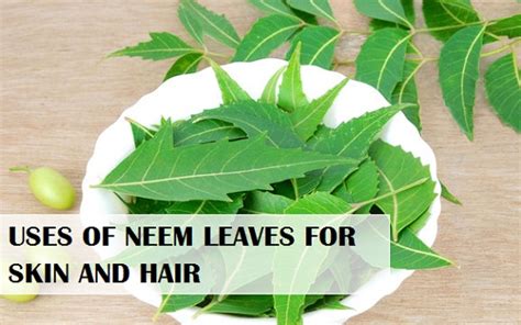Our furry friends can reap the benefits of neem oil, too. Neem Leaves uses for Skin, Hair, Scalp, Body care