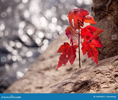 Red Maple Seedling By River Stock Photos Image 16694923