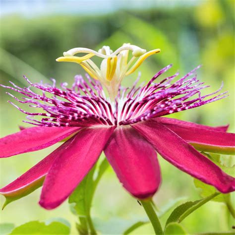 Passion Flower Pura Vida Red Red Passiflora Vine Pura Vida Red Easy