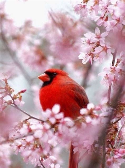 Pin By Bonnie Rogers On Phone Backgrounds Beautiful Birds Pretty