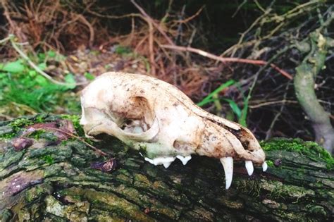 How To Identify Mammal Skulls Bbc Wildlife Magazine Discover Wildlife