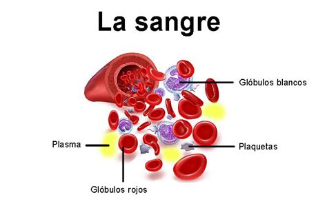 La composición de la sangre el plasma glóbulos rojos y blancos plaquetas Entorno Estudiantil
