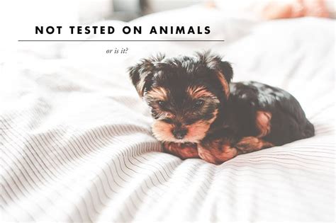 I don't think any chic, animal testing competitors can, um, compete with them. When 'Not Tested On Animals' Is Complete Bullshit ...