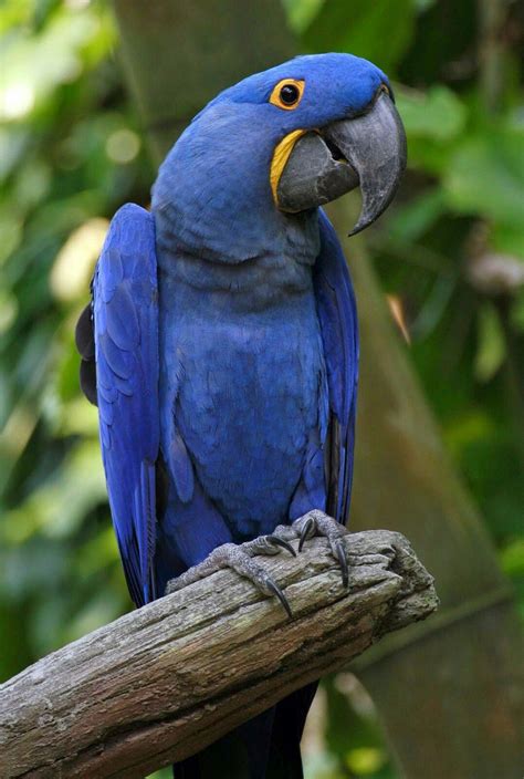 Hyacinth Macaw Arara Azul Grande Parrot Arara Azul