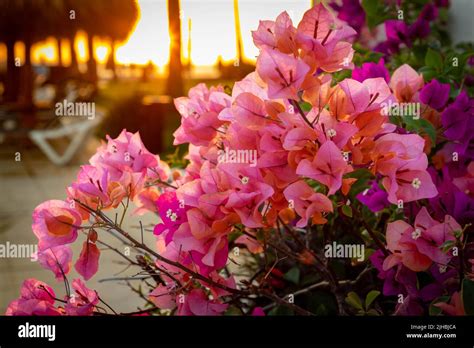 Colorful flowers glowing in the sunset of Mexico at a beautiful beach