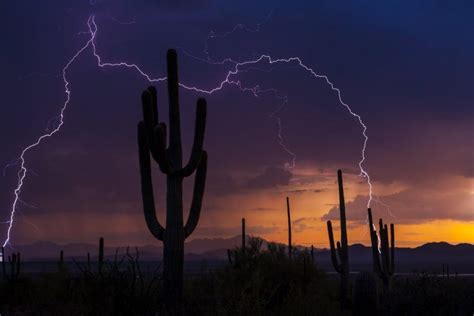 Lightning Cactus Earthsky