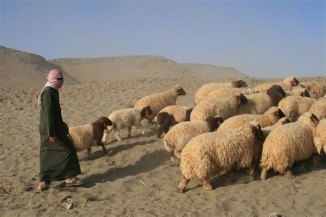 Man With His Sheep The Good Shepherd Lord Is My Shepherd Syria