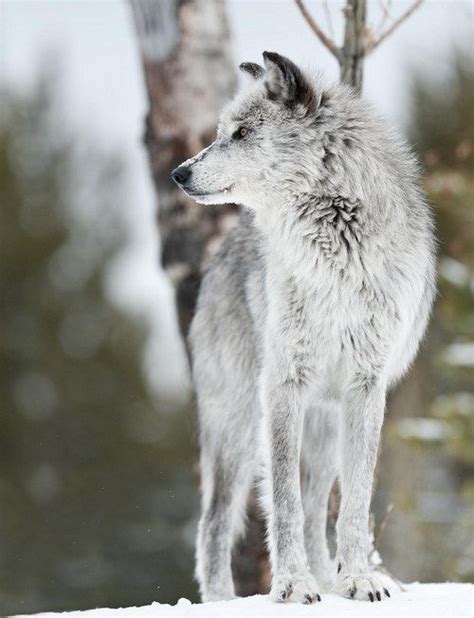 4737 Best Images About Beautiful Wolves On Pinterest