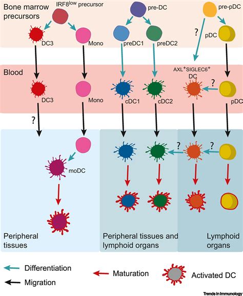 Decoding The Heterogeneity Of Human Dendritic Cell Subsets Trends In