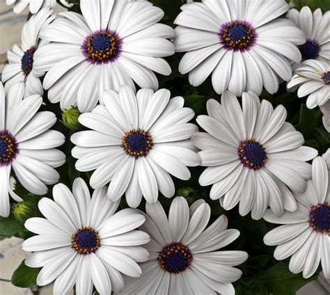 African Daisy Flower Seeds Annual Flowers White Flowers