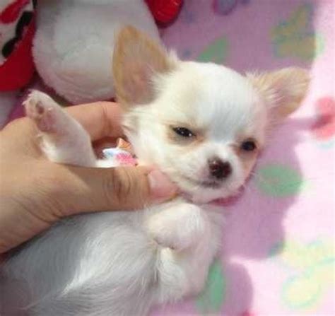 Chihuahua Puppies For Adoption Now Pets Rehoming Abu Dhabi City