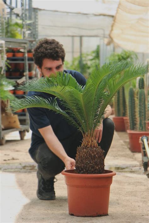 Cycas Revoluta Cuidados Y Caracter Sticas Cica O Palma Sag