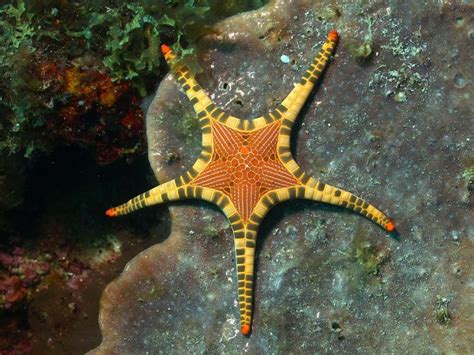 Colorful Sea Star Starfish Pinterest
