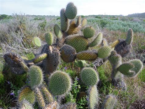 So, where does a cactus grow? Opuntia: Montaña de Oro State Park, California