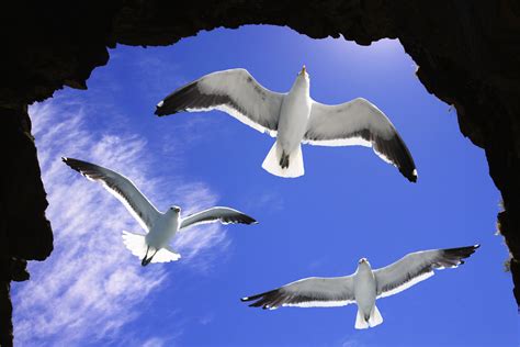 Seagull Bird Flying Over The Ocean 4k Wallpaper Background Hd