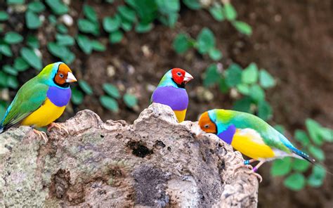 Gouldian Finch Bird Species Profile Characteristics And Care Known Pets