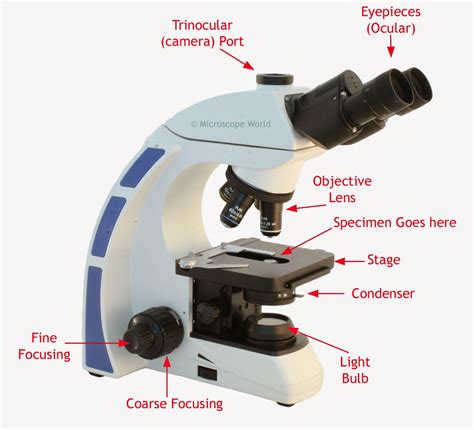 What Is A Light Microscope With Pictures The Best Porn Website