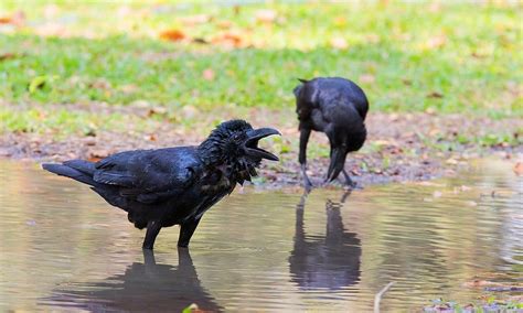 How To Befriend Crows Step By Step Guide World Birds 2023