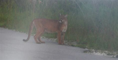 Florida Panther At The Edge Of The Road Florida Panther At Flickr