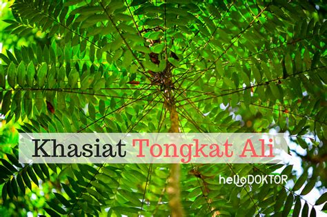 Pengambilan dari khasiat tongkat ali terbukti mampu meningkatkan kadar testosteron. Manfaat Dan Khasiat Tongkat Ali (Eurycoma longifolia ...