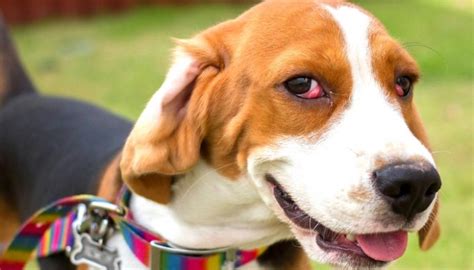 7 Common Eye Problems In Dogs How To Prevent And Deal With Them