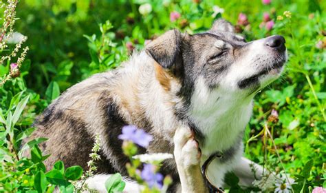 How To Help Your Dogs Itchy Skin Paw By Blackmores